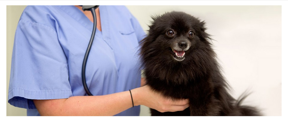 black dog at vet