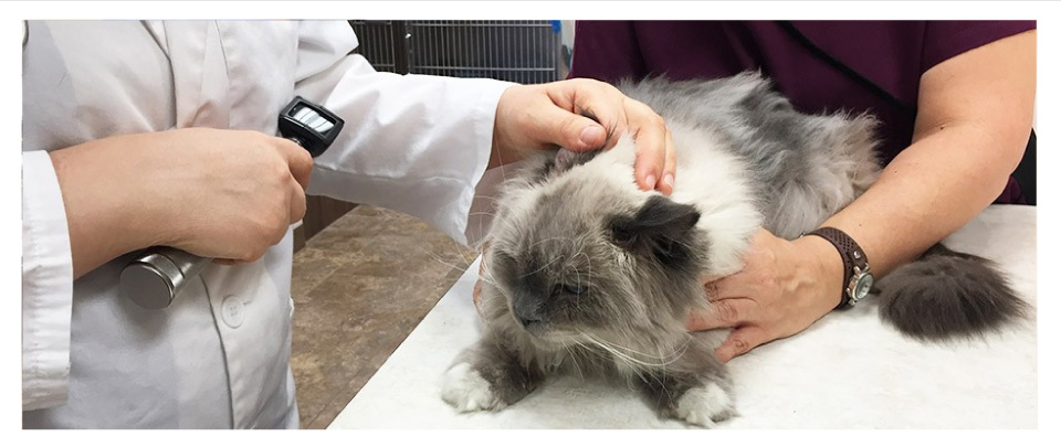 grey cat checkup